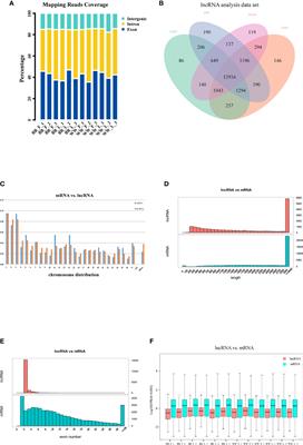 Insight Into Pituitary lncRNA and mRNA at Two Estrous Stages in Small Tail Han Sheep With Different FecB Genotypes